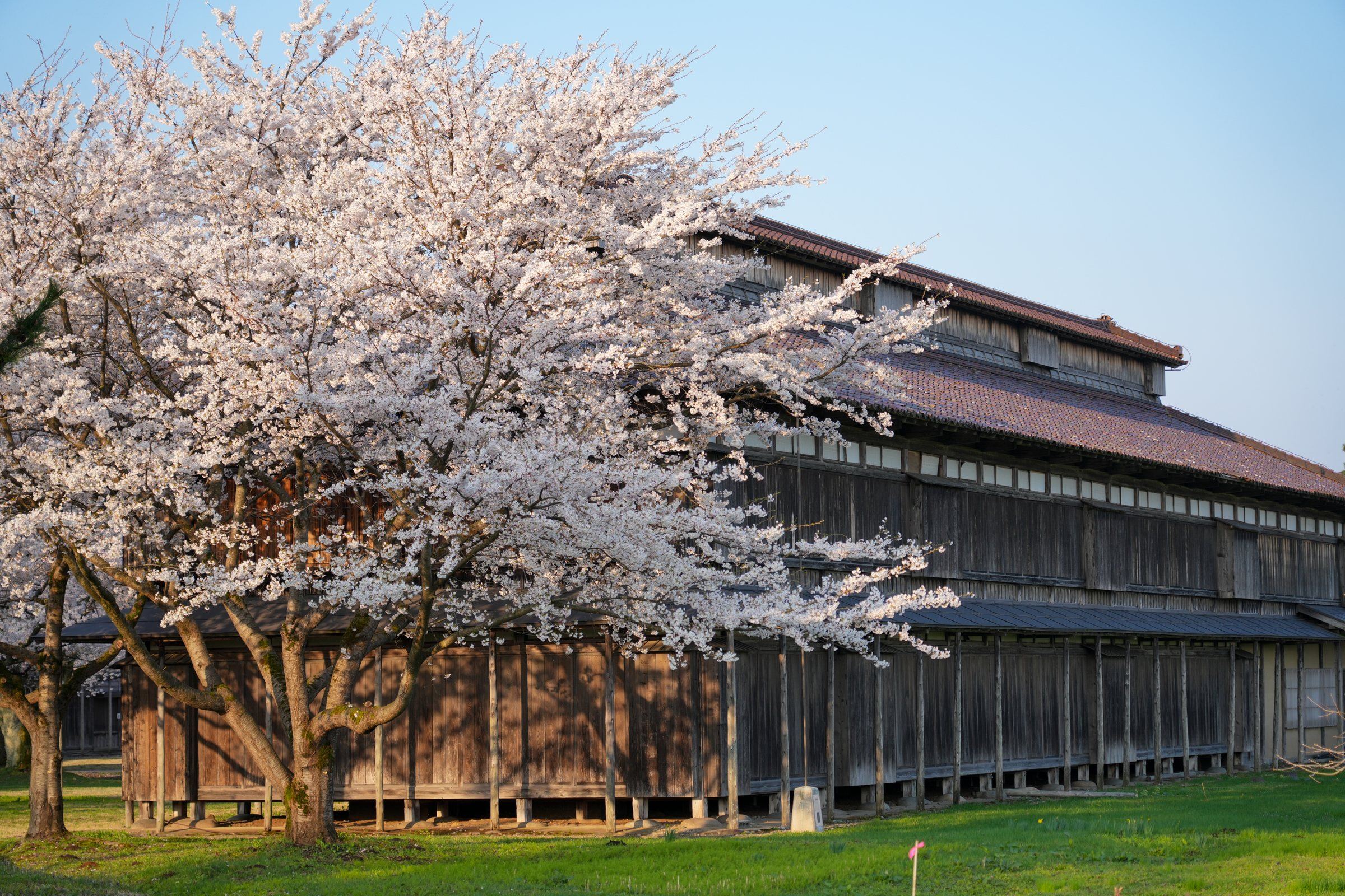 春 桜の季節